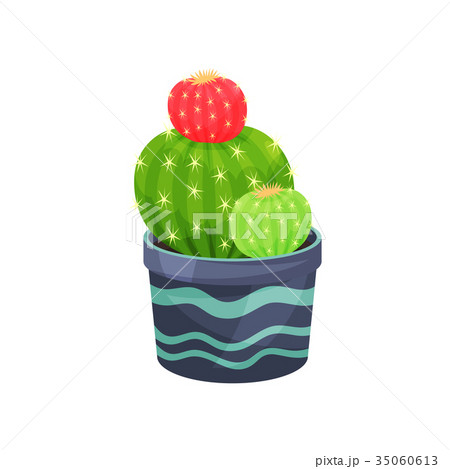 Gymnocalycium mihanovichii friedrichii cactus 35060613