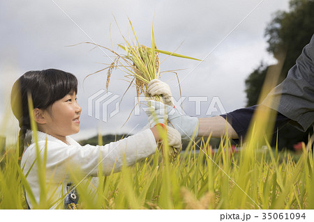 稲刈りイメージ　親子 35061094