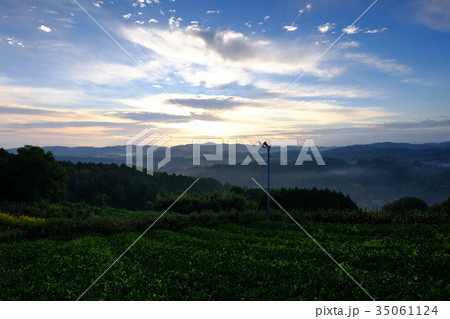 茶畑の夜明け(奈良県山添村) 茶畑の夜明け(奈良県山添村) 35061124