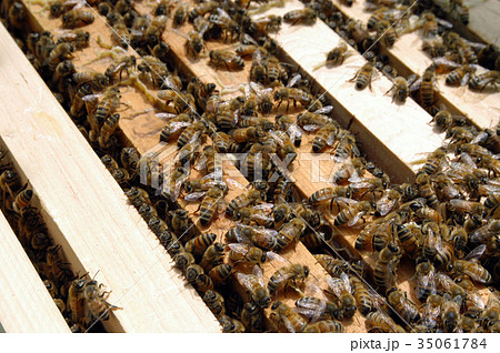 養蜂　ミツバチ 35061784