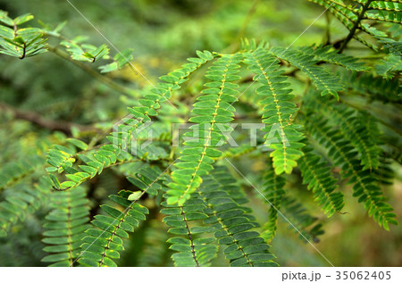 樹木:ネムノキ マメ科 樹木:ネムノキ マメ科 35062405