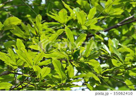 樹木：クヌギ　ブナ科 35062410