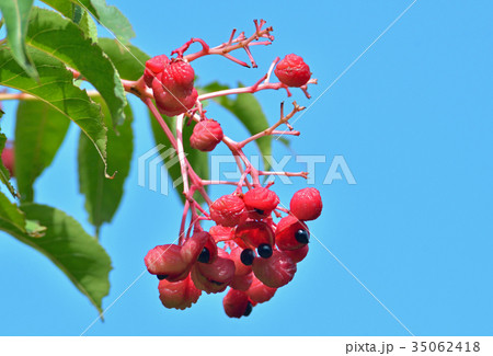 樹木：ゴンズイ　ミツバウツギ科 35062418