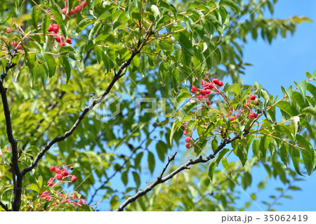 樹木：ゴンズイ　ミツバウツギ科 35062419