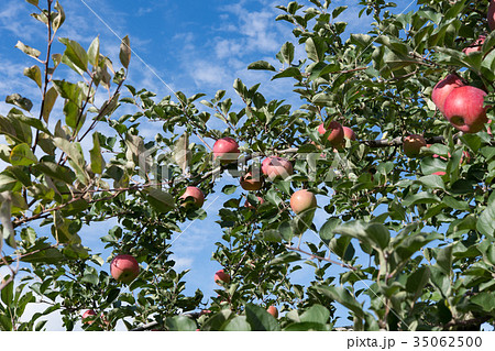 林檎農園 35062500