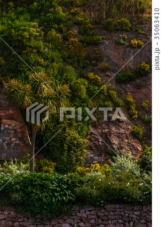 Beautiful exotic palm tree against the rock wall 35063410