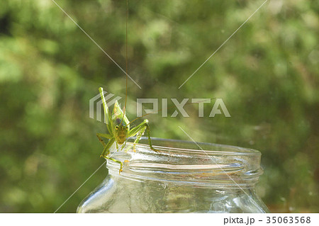 Big green grasshopper sitting on glass jar Big green grasshopper sitting on glass jar 35063568