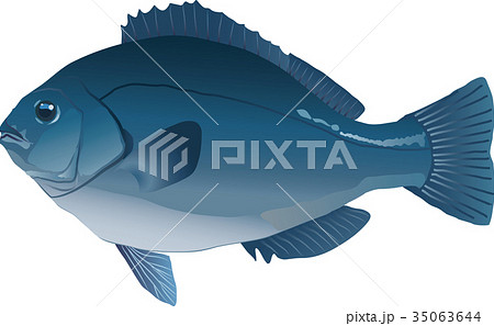 メジナ メジナ 35063644