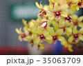 Beautiful yellow orchid flowers in the garden. 35063709