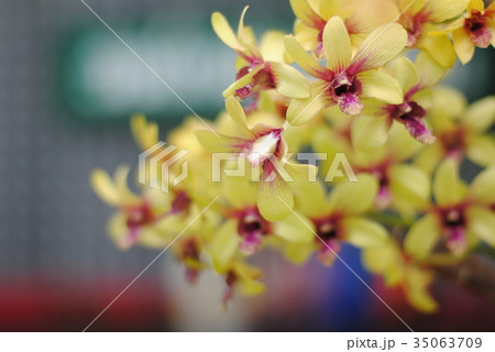 Beautiful yellow orchid flowers in the garden. 35063709