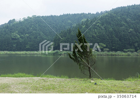 木 ツリー 樹 35063714