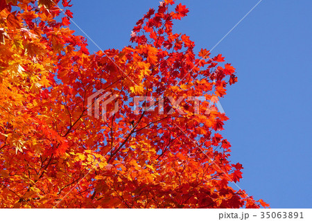 青空との対比が美しいコハウチワカエデの紅葉 青空との対比が美しいコハウチワカエデの紅葉 35063891