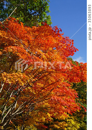 青空との対比が美しいコハウチワカエデの紅葉 青空との対比が美しいコハウチワカエデの紅葉 35063893