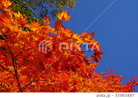 青空との対比が美しいコハウチワカエデの紅葉 青空との対比が美しいコハウチワカエデの紅葉 35063897