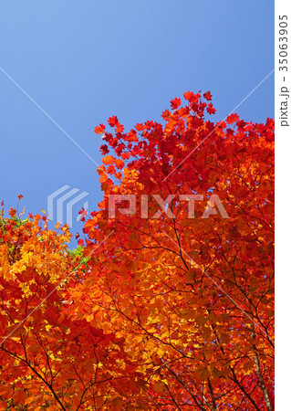 青空との対比が美しいコハウチワカエデの紅葉 青空との対比が美しいコハウチワカエデの紅葉 35063905