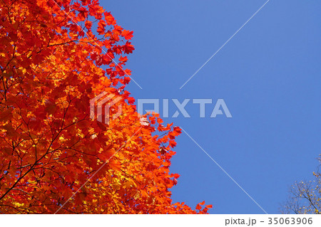 青空との対比が美しいコハウチワカエデの紅葉 青空との対比が美しいコハウチワカエデの紅葉 35063906