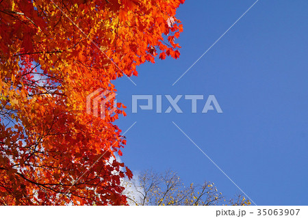 青空との対比が美しいコハウチワカエデの紅葉 35063907