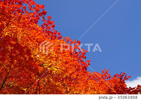 青空との対比が美しいコハウチワカエデの紅葉 35063908