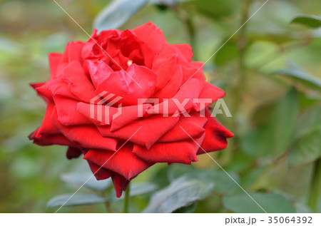 秋バラ 35064392