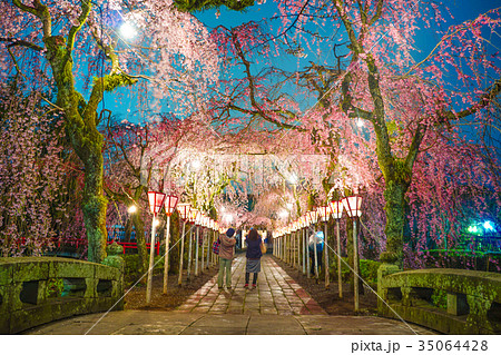 三嶋大社 桜 三嶋大社 桜 35064428