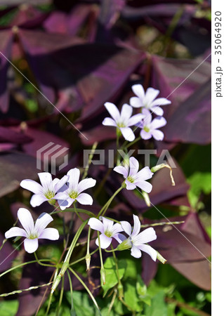 オキザリス・レグネリー 35064920