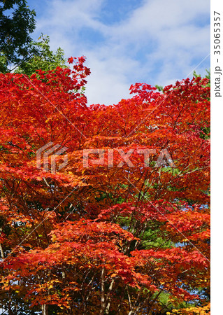 小ぶりの葉が可愛いコハウチワカエデの紅葉 35065357