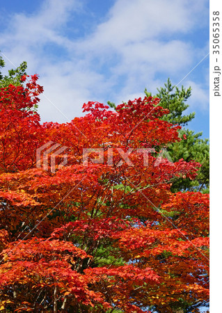 小ぶりの葉が可愛いコハウチワカエデの紅葉 小ぶりの葉が可愛いコハウチワカエデの紅葉 35065358