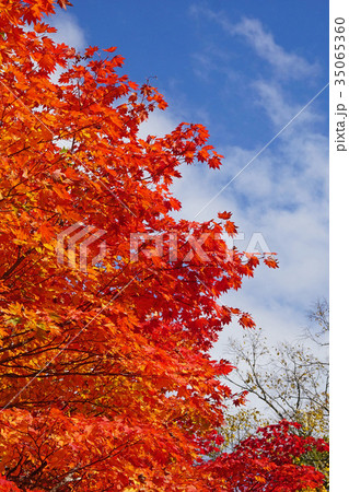 小ぶりの葉が可愛いコハウチワカエデの紅葉 小ぶりの葉が可愛いコハウチワカエデの紅葉 35065360