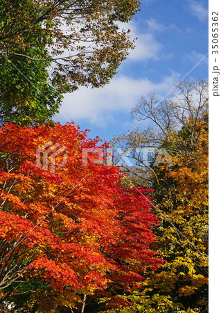 小ぶりの葉が可愛いコハウチワカエデの紅葉 35065362