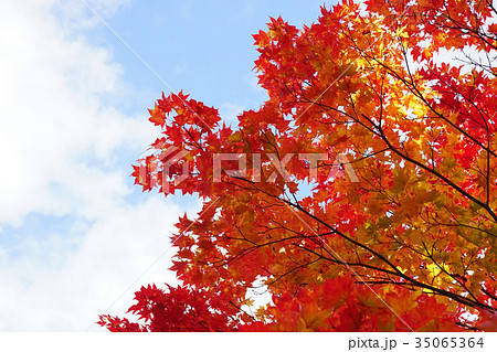 小ぶりの葉が可愛いコハウチワカエデの紅葉 35065364