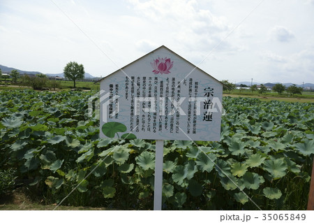 岡山県岡山市、備中高松城址公園の宗治蓮 35065849