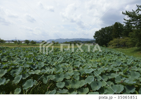 岡山県岡山市、備中高松城址公園の宗治蓮 35065851