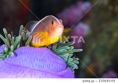 Pink Skunk Clownfish (Amphiprion perideraion) Pink Skunk Clownfish (Amphiprion perideraion) 35068149