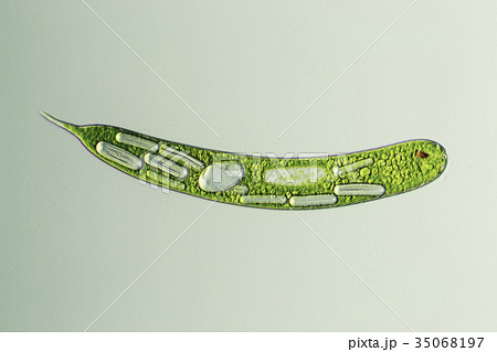 ミドリムシ(ユーグレナ) ミドリムシ(ユーグレナ) 35068197