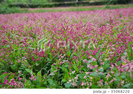 藍の花 藍の花 35068220