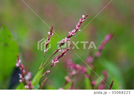 藍の花 35068225