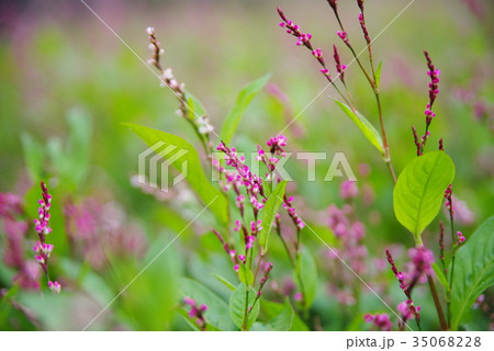 藍の花 35068228
