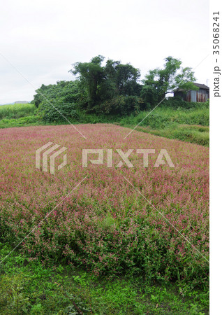 藍の花 藍の花 35068241