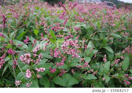 藍の花 藍の花 35068257