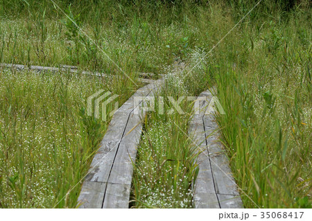 シラタマホシクサ群生 35068417