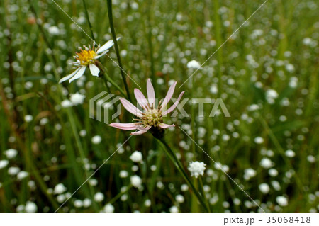 シラタマホシクサ群生 35068418