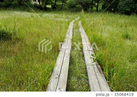 シラタマホシクサ群生 35068419