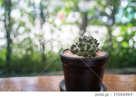 Cactus planted in pots Cactus planted in pots 35068964