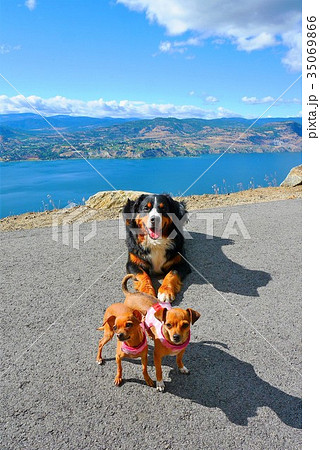 モデル犬 モデル犬 35069866