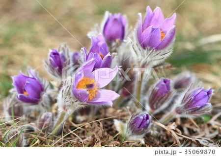 Early spring flower Greater pasqueflower  35069870