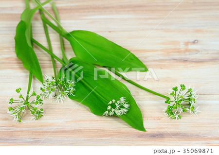 Buckrams,  Allium ursinum, also known as  ramsons, 35069871