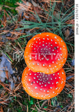Red poisonous Amanita mushrooms 35070716