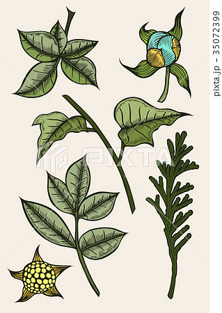 set of plants painted by hand set of plants painted by hand 35072399