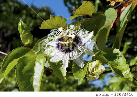 パッションフルーツの花(果物時計草) パッションフルーツの花(果物時計草) 35073416
