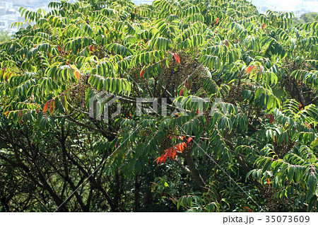 ハゼノキの実 35073609